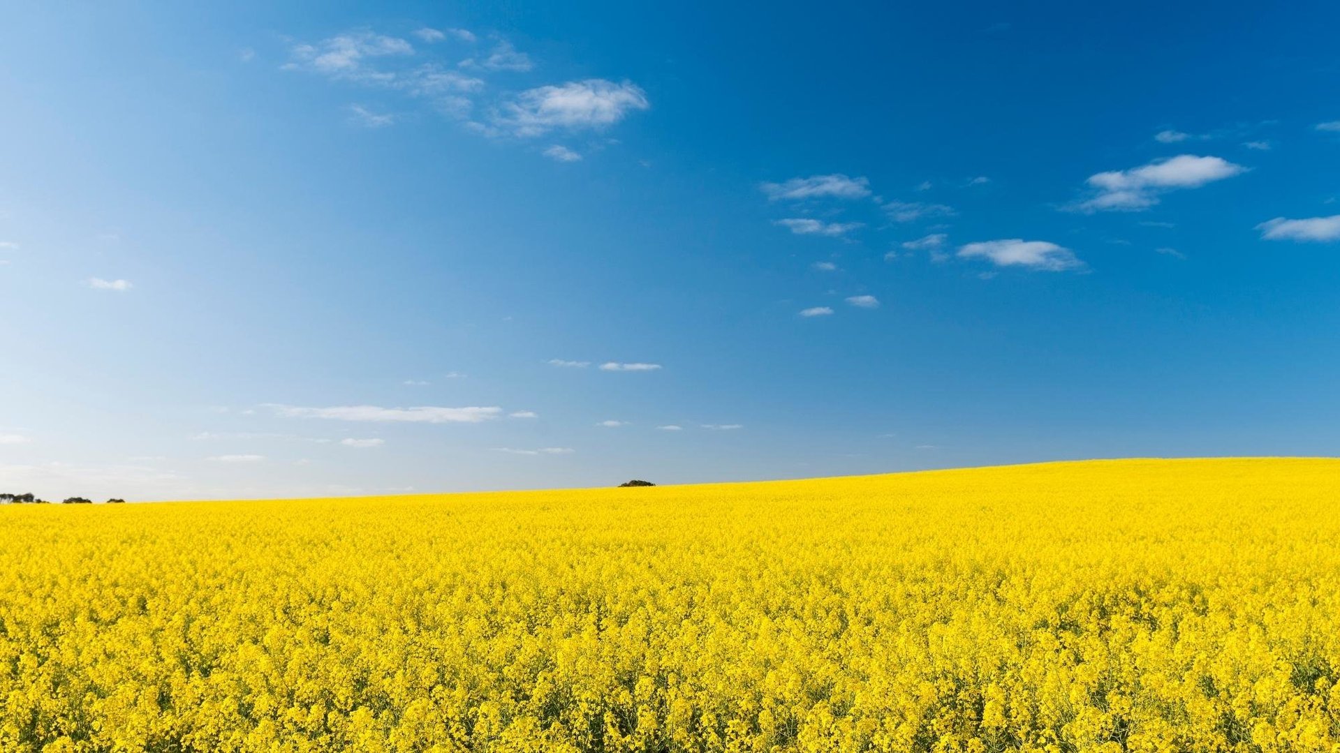Calenberger Land blüht Calenberger Land blüht